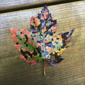 Meet your Posher, Veronica